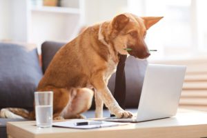 Insider Blog - Dog Boss